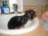 Fat Teacup Yorkies