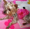 yay-s-princess-s-2nd-birthday-pic-22.jpg