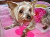 yay-s-princess-s-2nd-birthday-pic-2-640-x-480-.jpg.jpg
Views:	9
Size:	83.1 KB
ID:	118678