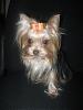 bows-m-lady-bows2.jpg
