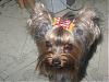 bows-m-lady-bows4.jpg