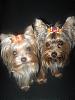 bows-m-lady-bows5.jpg