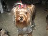 bows-m-lady-bows7.jpg