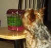 meet-beckham-simon-s-pet-p1010001.jpg