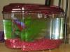 meet-beckham-simon-s-pet-p1010002.jpg