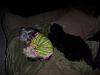 bella-s-birthday-vest-gofetch-nitey-nite.jpg