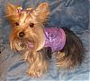 someone-s-camera-hog-0-0-chloe-purple-paisley.jpg