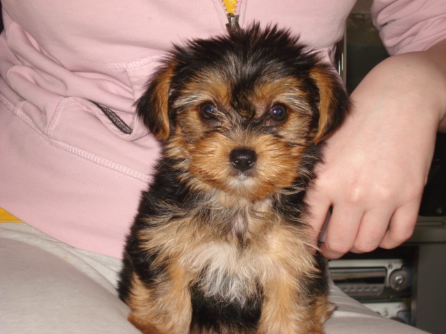 doggie_003
