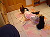 Aug_Jaz_Duke_Daisy-_Bathtime1.JPG