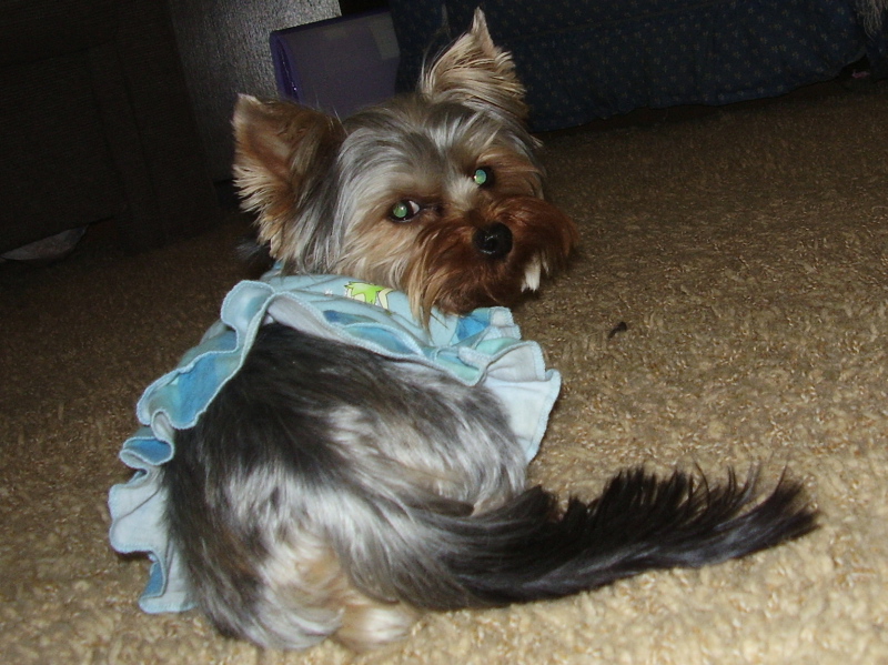 Rhapsody_in_Tinker_Bell_outfit