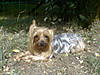 Poppy_Sunbathing_2_.jpg