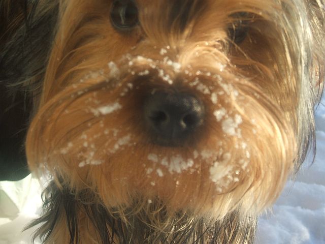 spencer_snow_nose