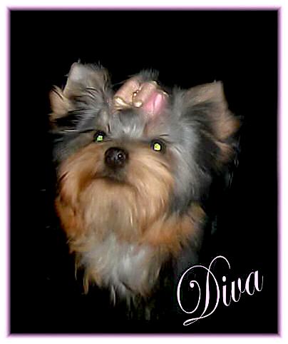 DIVA617