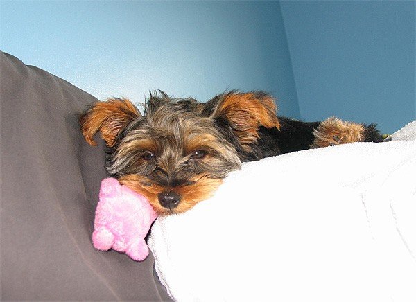 tobisleeping1