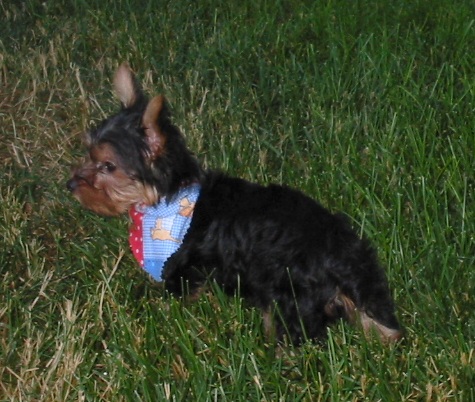 cody2