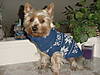 Teddy_dressed_3_1.JPG