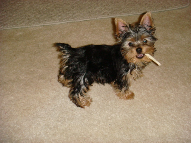 Chew_stick1