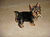 Chew_stick1.jpg