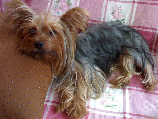 I_m_sleepy_Zzzzz1