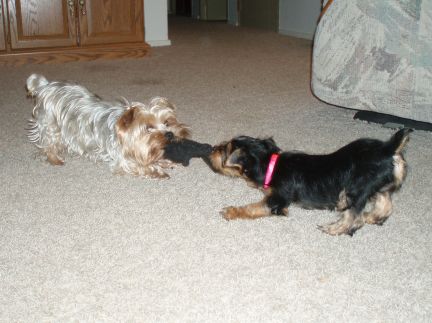 A_tug_of_war_-_doggie_style