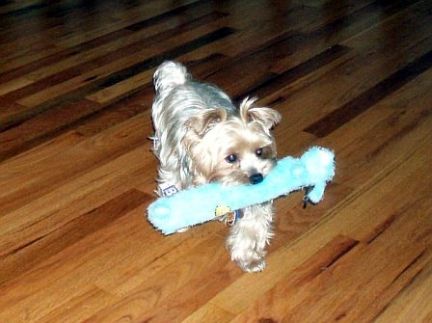 Lucky_with_toy_august_2007