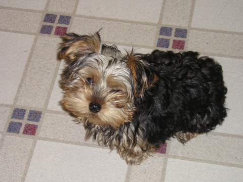 March_2005_My_1st_Yorkie