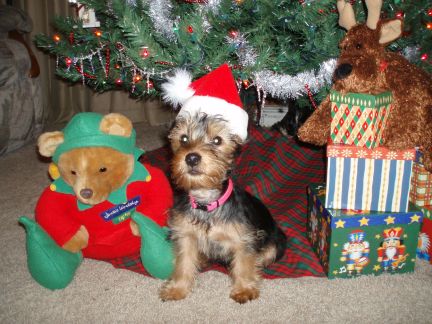 lexie_s_first_christmas