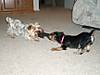 A_tug_of_war_-_doggie_style.jpg