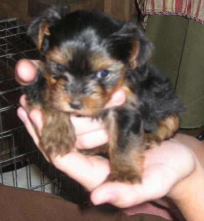 Avery_5_weeks