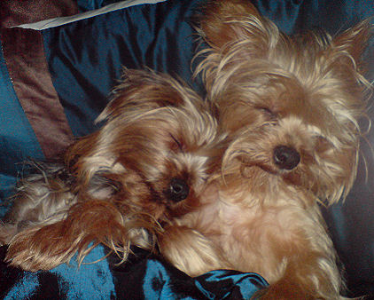 moepipsleep