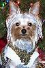 Sarge_at_Christmas1.jpg