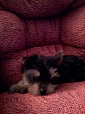 alfie