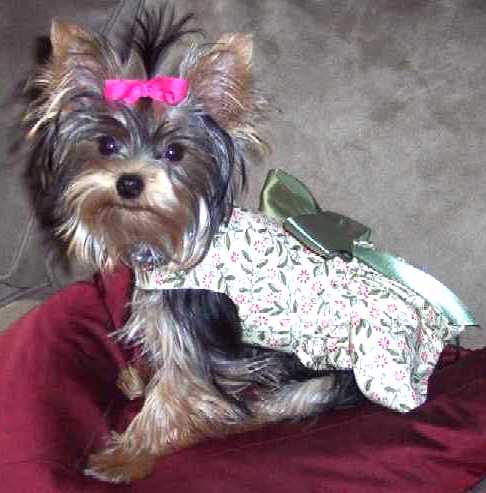 Dixie3