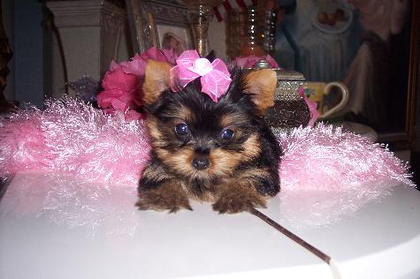 475_Yorkie_Female_3548_070307_0052