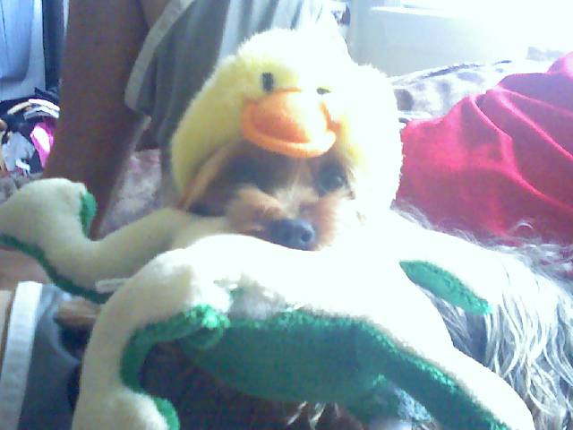 SnickerDuck
