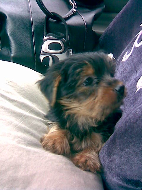coco_in_the_car