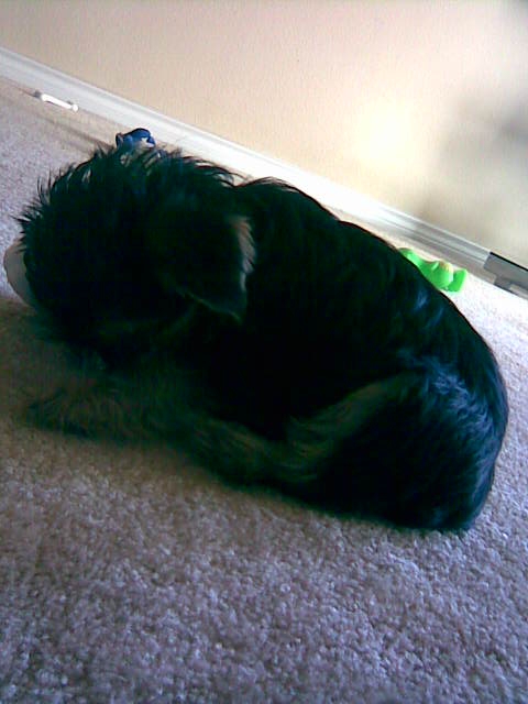 coco_sleeping