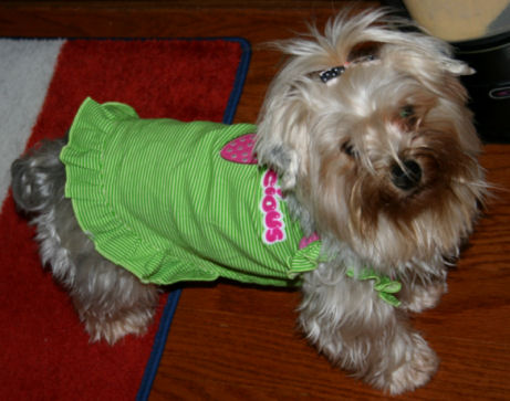 Daisy_DogaLicious_2_16_08