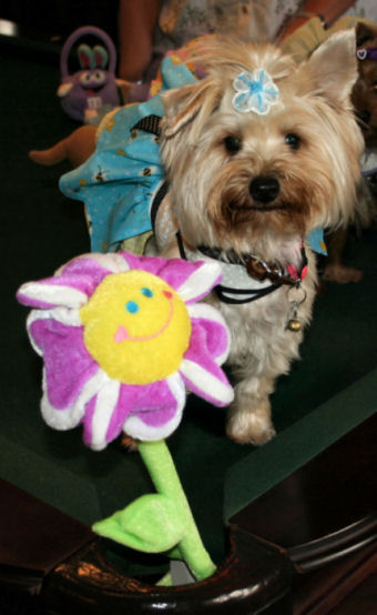 Daisy_Easter_08_flower