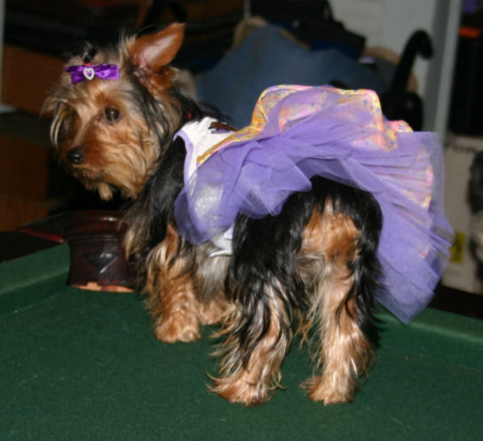 Trixie_babboonbutt_in_Tulle