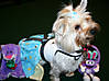 Daisy_Easter_08_7.jpg