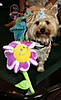 Daisy_Easter_08_flower.jpg