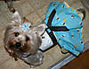 Daisy_Easter_08_flowers_bees.jpg