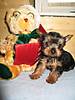 Danny_8_weeks_old_Mia_s.jpg