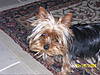 Teddie_and_Chelsea_017.jpg