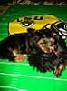 LSUpuppies.jpg