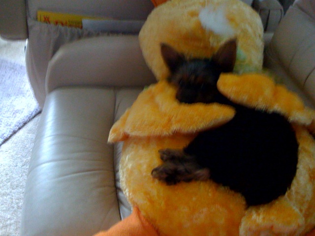 Duck4