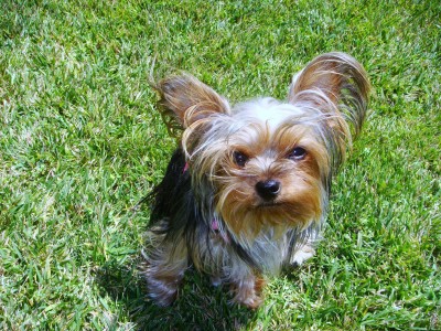 Lizzie