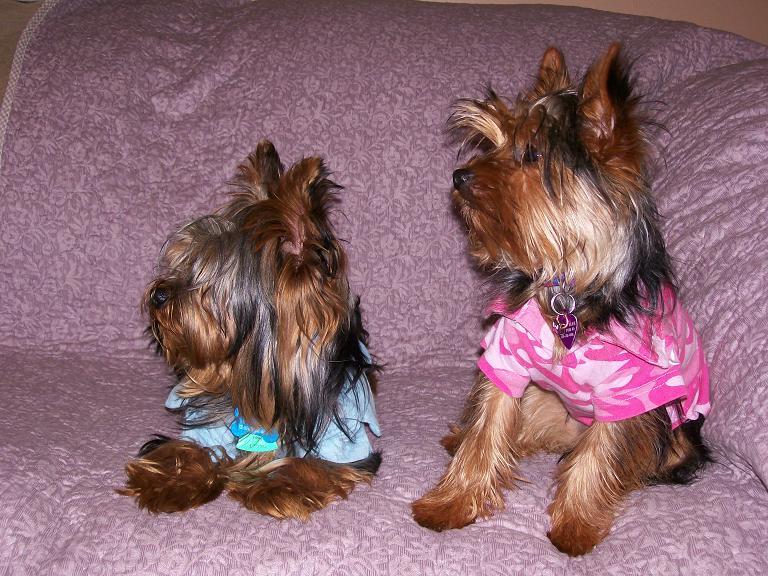 furkids_002