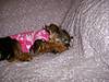 furkids_039.jpg